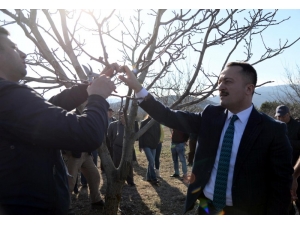 Bozüyük’te ’Ceviz Budama’ Etkinliği Düzenledi