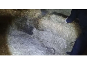 Çaldıkları Kabloları Samanlıkta Sakladılar