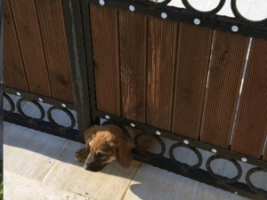 Yavru Köpeği Kurtarmak İçin Seferber Oldular