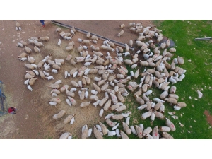 Kuzuların Anneleri İle Buluşması Havadan Görüntülendi