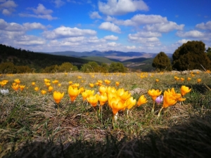 Baharın Habercisi Çiğdem Çiçeklerini Hayranlıkla Görüntülediler