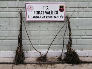 Kgys Kayıtları İncelenerek Fidan Hırsızı Yakalandı