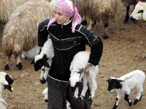 Kuzuların Süt Israrı Tebessüm Ettirdi