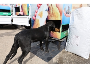 Bursa’da Can Dostları Sahipsiz Değil