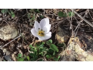 Munzur’da Kardelenler Çiçek Açtı