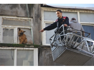 Sahipleri Operasyonla Gözaltına Alındı, Evde Kalan Köpekleri İtfaiye Kurtardı