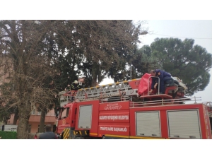 Ağaçta 2 Gün Mahsur Kalan Kedi Kurtarıldı