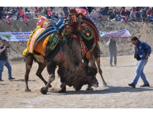 Buldan Deve Güreşleri Korona Virüsü Tedbirleri Kapsamında İptal Edildi