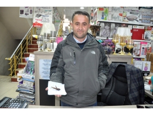 İran’ı İstila Eden Çekirge Yüksekova’da Görüldü