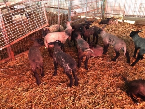 Bu Koyunlardan Almak İçin 6 Ay Sıra Beklemeniz Gerekiyor