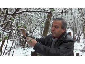 Giresunlu Fındık Üreticisi Yağan Mart Karı Yüzünden Endişeli