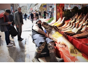 Elazığ’da Son Yılların En Büyük Turnası Yakalandı, 2 Metre, 138 Kilo