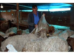 Koyun Ve Kuzular Açlıktan Kurtarıldı