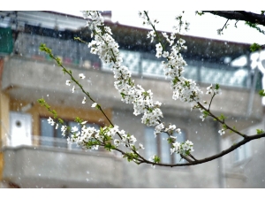 Çiçek Açan Ağaçlara Kar Yağdı