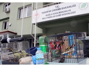 Tuzakla Saka Kuşu Avcılığına 10 Bin Tl Ceza