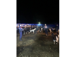 Kaybolan 145 Küçükbaş Hayvan Bulundu