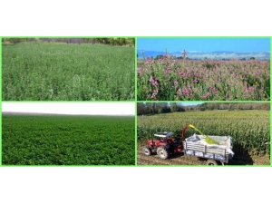 Van’da 2019 Yılı Yem Bitkileri Destekleme Ödemeleri Yapıldı