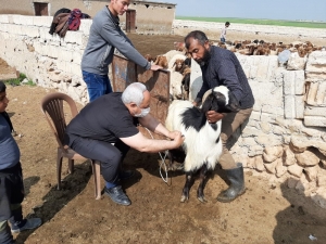 Suriye’deki Büyük Ve Küçükbaş Hayvanlar Kayıt Altına Alınıyor