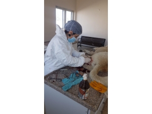 Ağrı’da Sokak Hayvanları Kısırlaştırılıyor