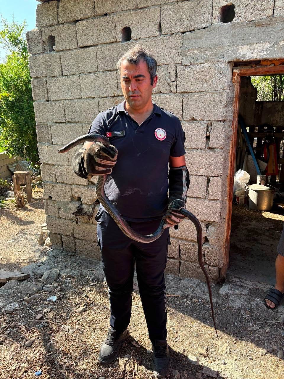 hatay-da-yerlesim-alanlarina-giren-yilanlar-yakalandi