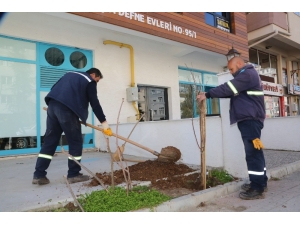Vişnelik Mahallesi Vişne Ağaçları İle Anılacak