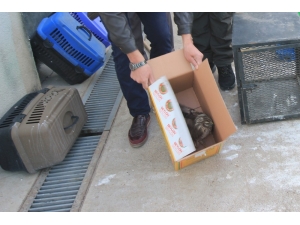 Yaralı Hayvanlara Hayat Eli