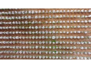 Bademler Çiçek Açtı Adıyaman Beyaza Büründü