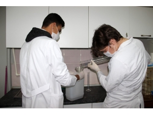 Liselilerden Korona Virüsüne Karşı 10 Kat Daha Etkili Dezenfektan