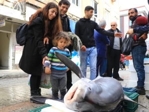200 Kilogramlık Köpek Balığı İle Fotoğraf Yarışı