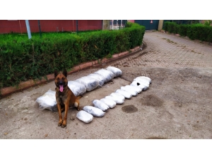 "Oscar" 49 Kilo 700 Gram Esrar Buldu