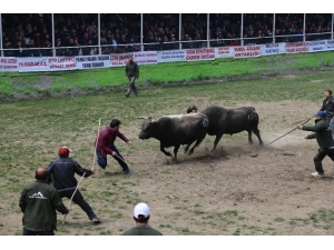 Korona Virüsü Boğa Güreşlerini De Vurdu