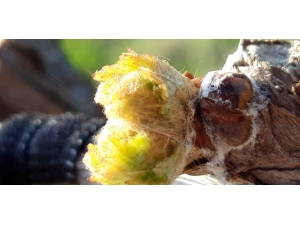 Üzümün Başkentinde Bağlar Göz Verdi