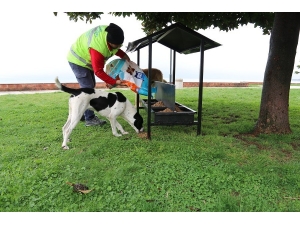 Sokak Hayvanlarına Özel İlgi