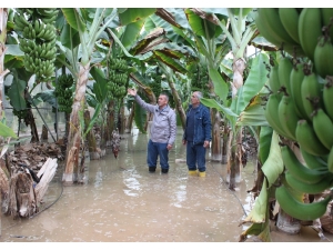 2 Bin Dönüm Muz Serası Sular Altında