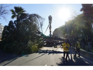 Karayoluna Dev Çam Ağacı Devrildi, Facia Ucuz Atlatıldı