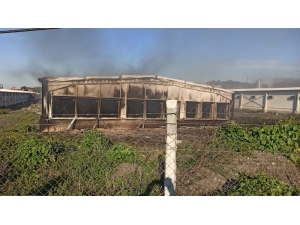 Elektrik Kontağı Tavukhaneyi Küle Çevirdi