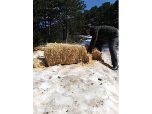 Dkmp’den Yaban Hayatına Yem Desteği