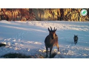 Karaca Ve Geyikler Foto Kapanla Görüntülendi