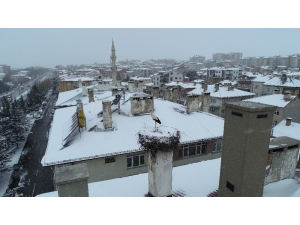 Erken Göçen Leylek Kar Sürprizi Yaşadı