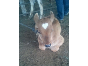 Iğdır’da Koronavirüse Karşı Tedbir Amaçlı Olarak Hayvan Pazarı Kapatıldı