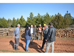 Ormanda Gençleştirme Çalışması