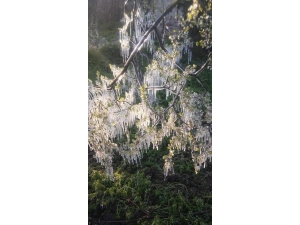 Marmara’nın Tarım Ambarı İznik’i Don Vurdu