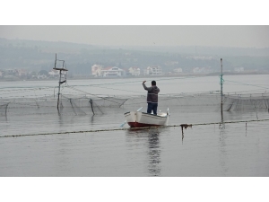 Binlerce Yıllık Yöntemle Günde 1 Ton Balık Yakalıyorlar