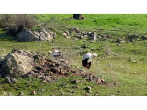 Leylekleri Soğuk Çarptı, Üniversite Ve Belediye Alarma Geçti