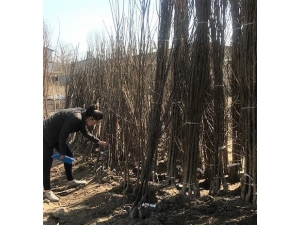 Iğdır’da Fidan Satış Yerleri Denetlendi