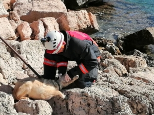 Başı Plastik Bidona Sıkışan Köpeği İtfaiye Ekipleri Kurtardı