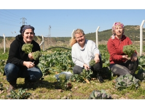 Aliağalı Kadın Çiftçilerden İlk Hasat
