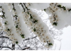 Tokat’ta Mart Karı Ticari Ürünlere Zarar Vermedi