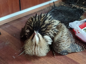 Yüksekova’da Bulunan Balıkçıl Kuşu Koruma Altına Alındı