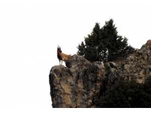 Munzur Dağlarında Yaban Keçileri Görüntülendi